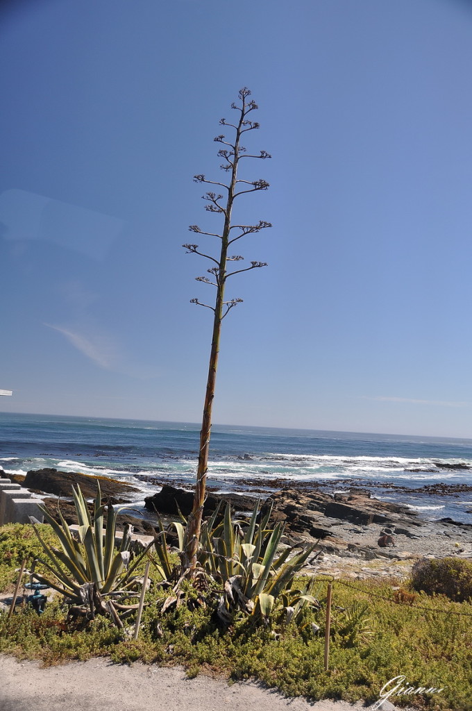 Agave sulla scogliera