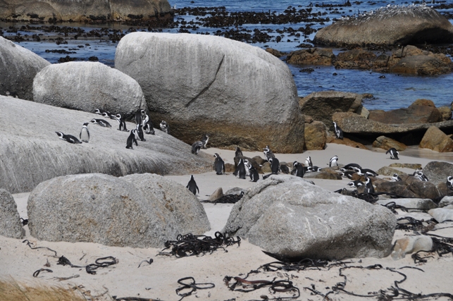 Pinguini a Boulder Beach