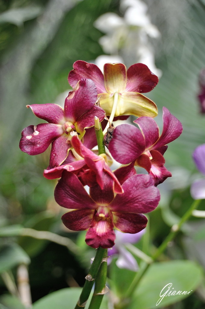 orchidee Kandy
