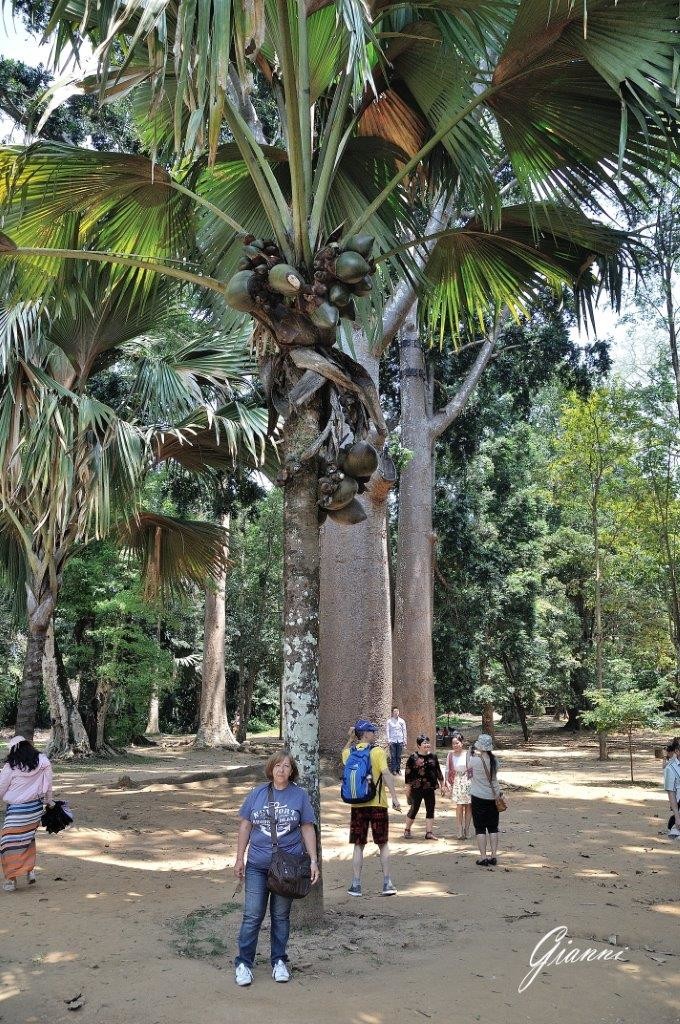 Orto Botanico di Kandy