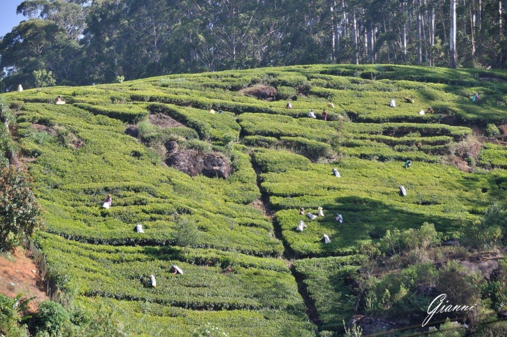 Piantagione di tea