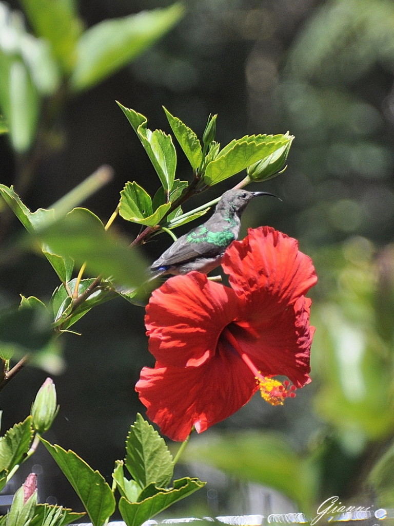 Colibri su Hibiscus