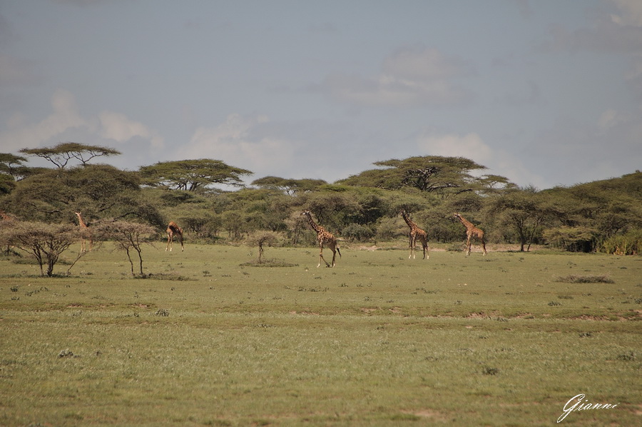 Giraffe tra le acacie