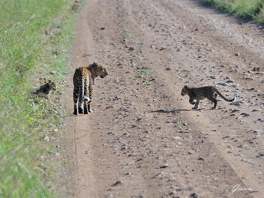 Mamma leopardo e i suoi cuccioli