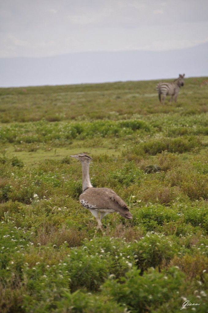 Serengeti National Park Tanzania