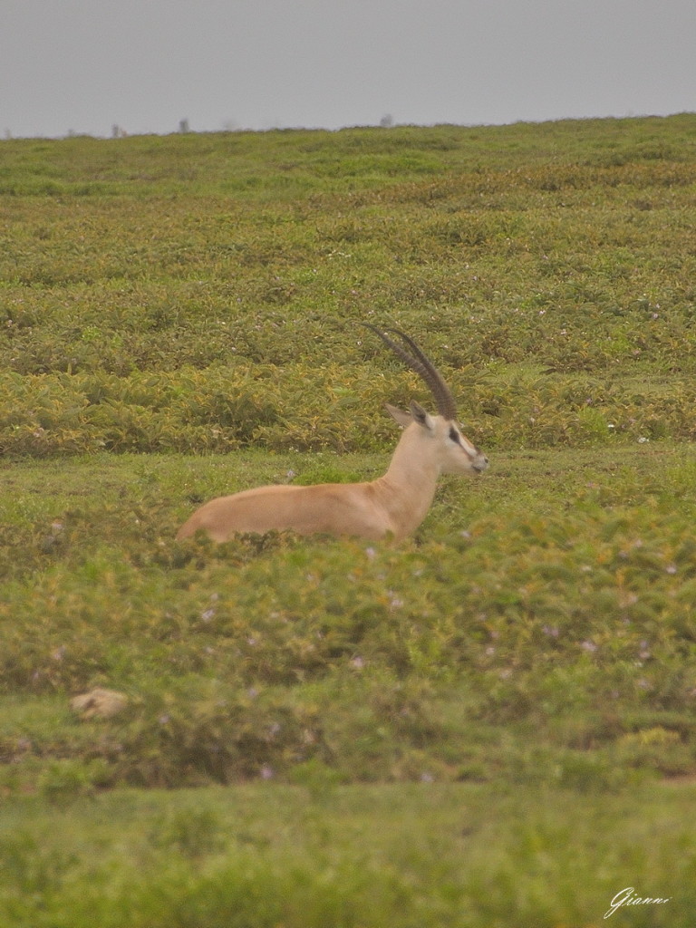 Serengeti National Park Tanzania