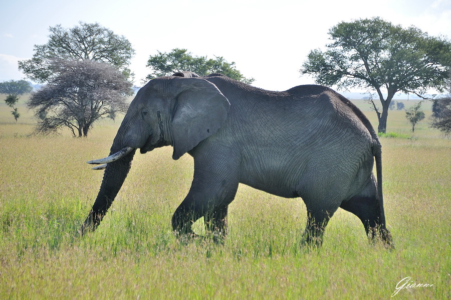 Elefante maschio
