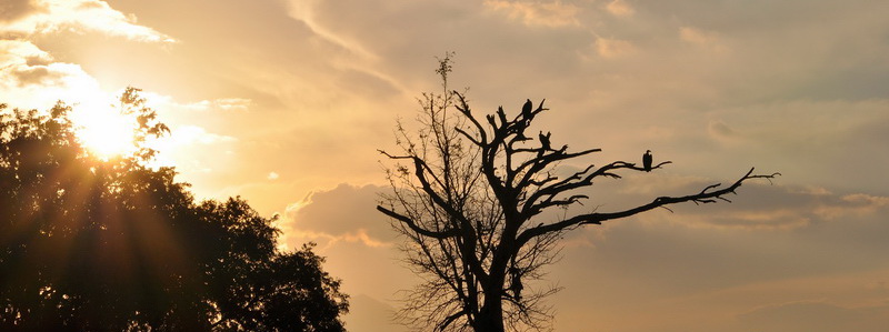 safari al parco nazionale kruger