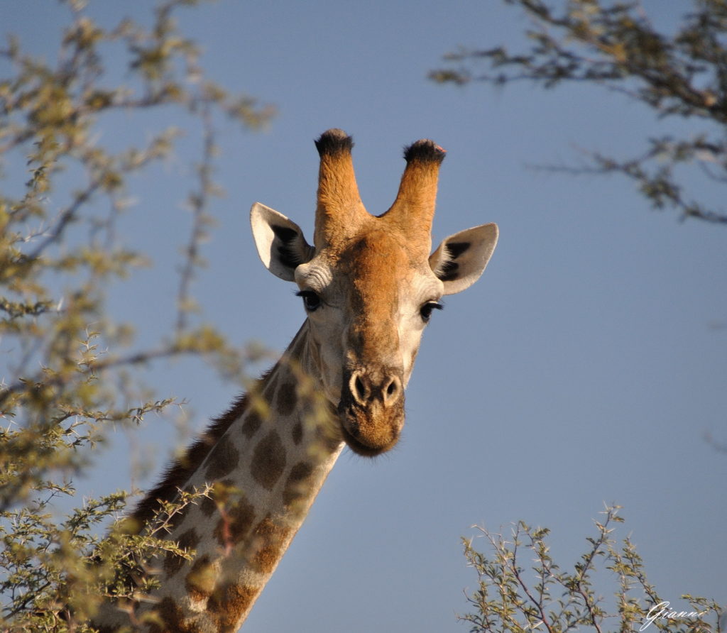 Giraffa fotogenica