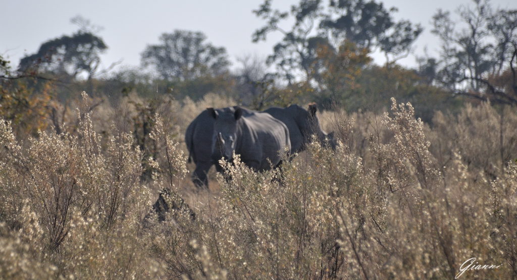 Coppia di rinoceronti
