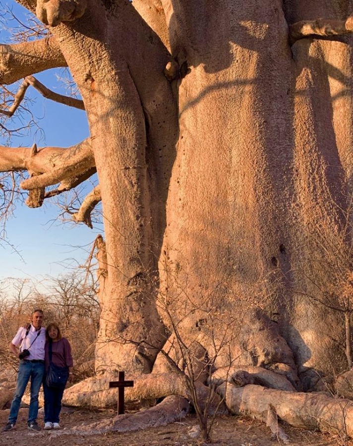 Baobab a Gweta