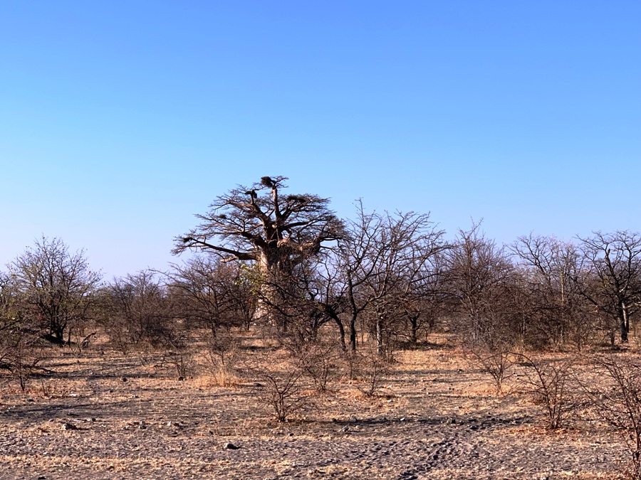 Baobab in Botswana