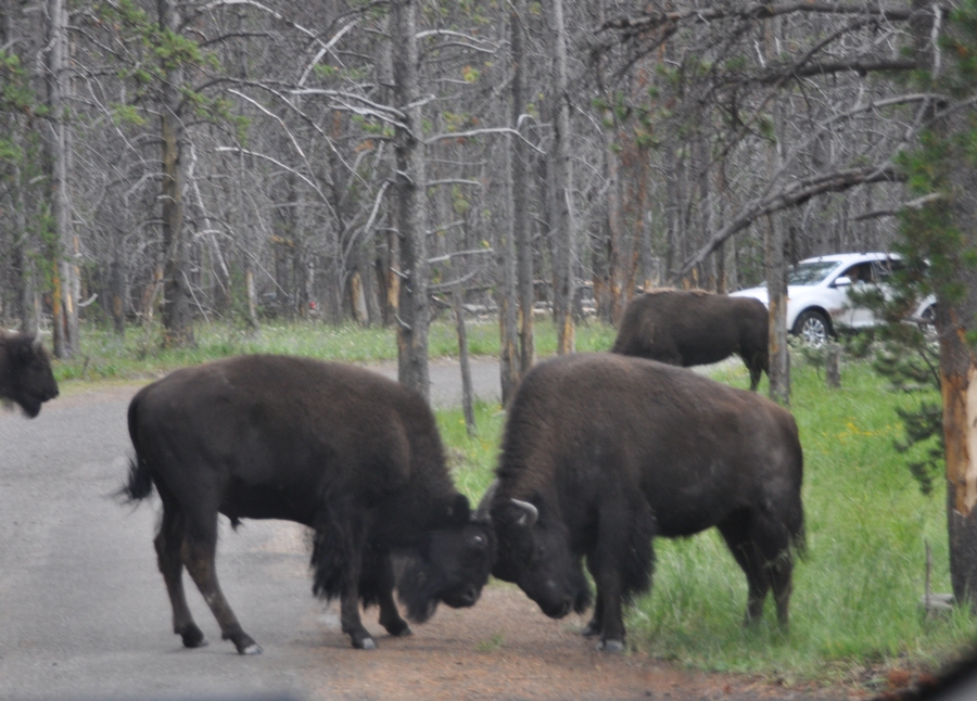 Bisonti a Yellowstone