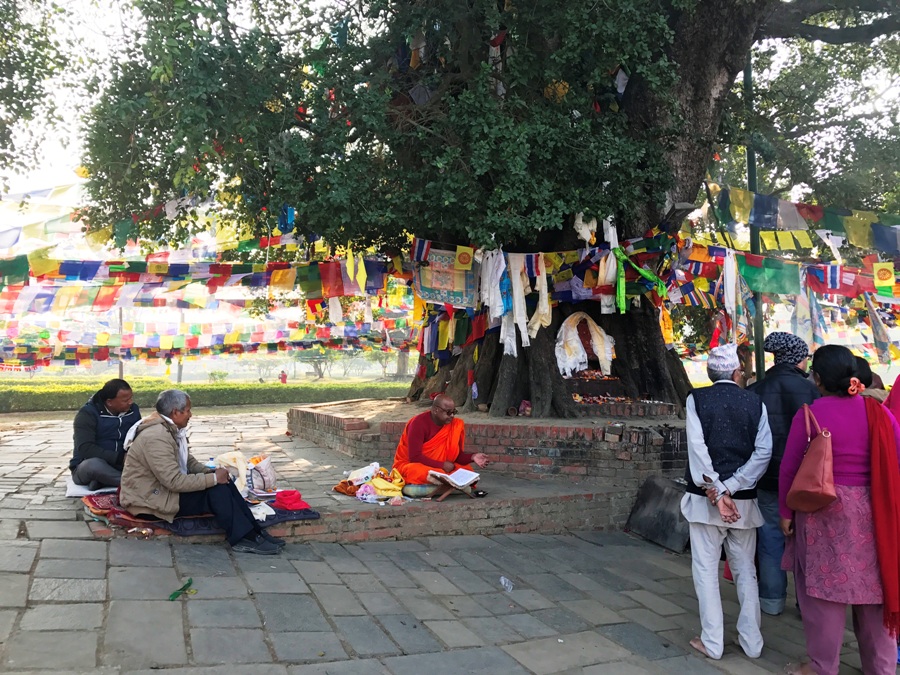 Bodhi Tree a Lumbini