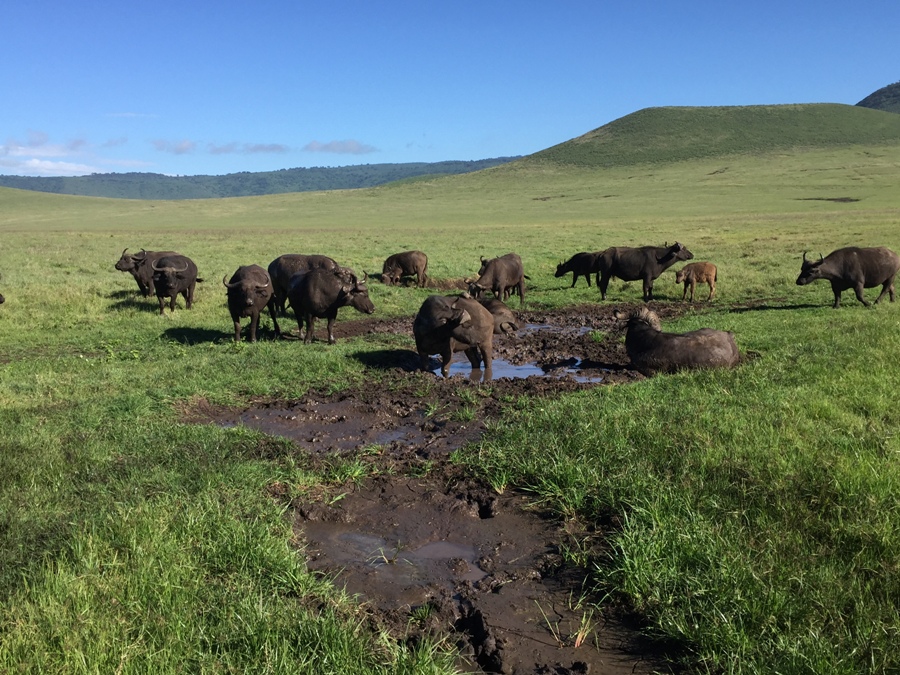Bufali a Ngorongoro