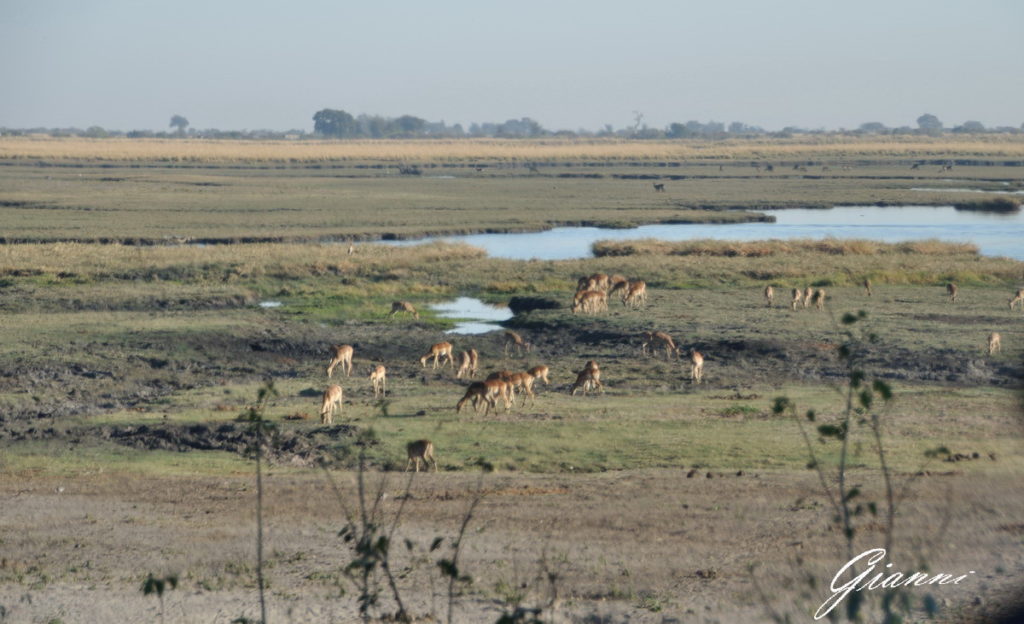 Parco nazionale del Chobe
