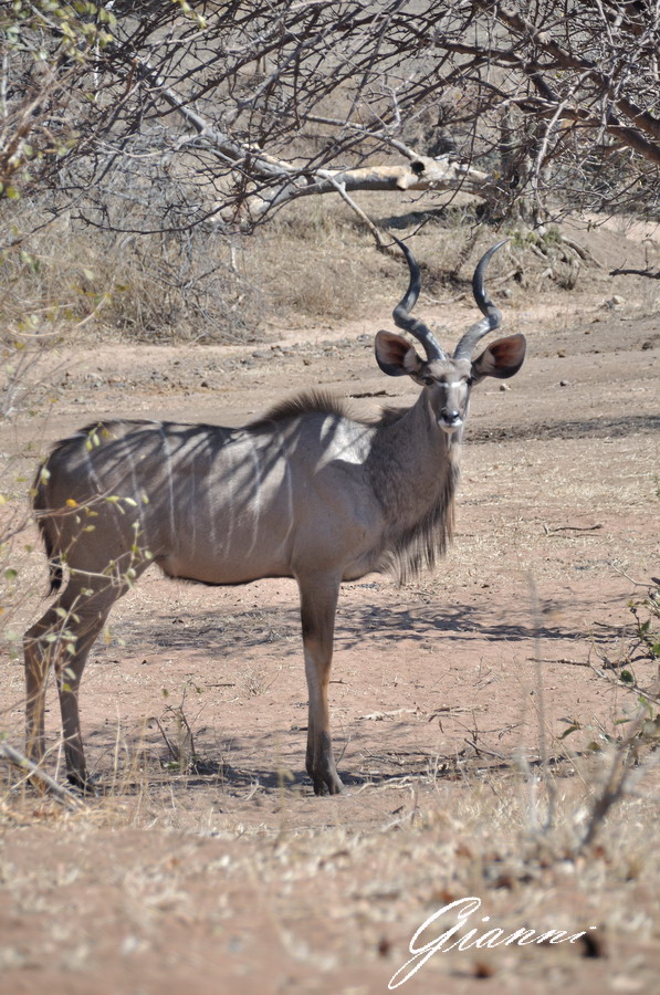 Kudu maschio