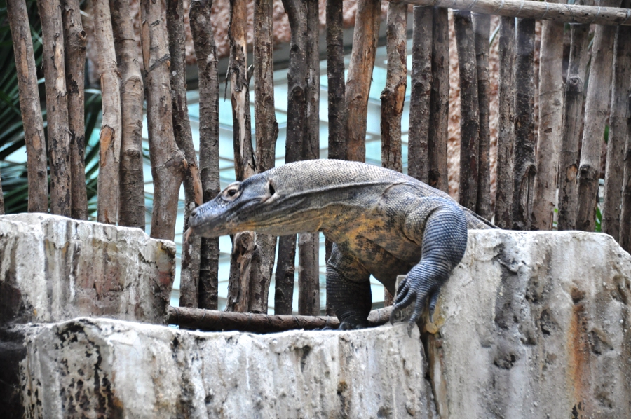 Drago di Komodo