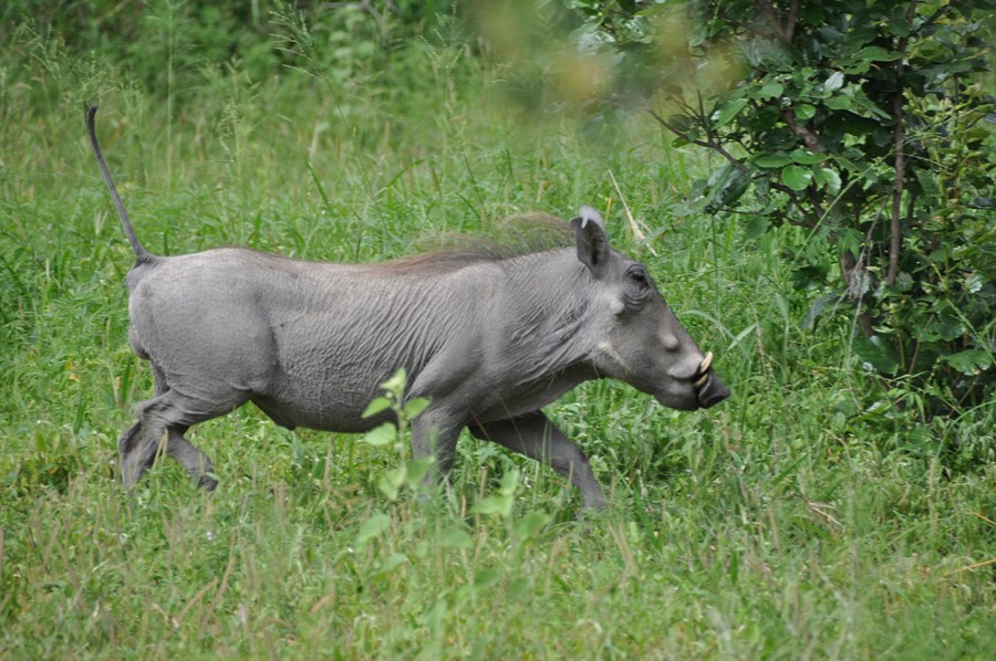 Facocero nel Kruger National Park