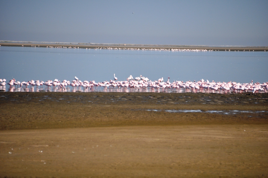 Pellicano a Walvis Bay
