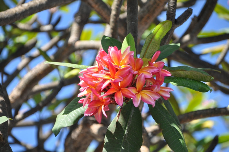Fiore di Frangipane Polinesia Francese