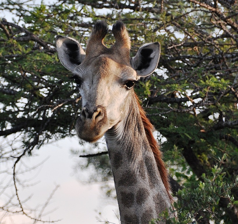Giraffa