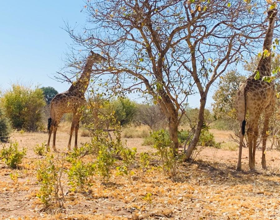 Giraffe nel Chobe National Park