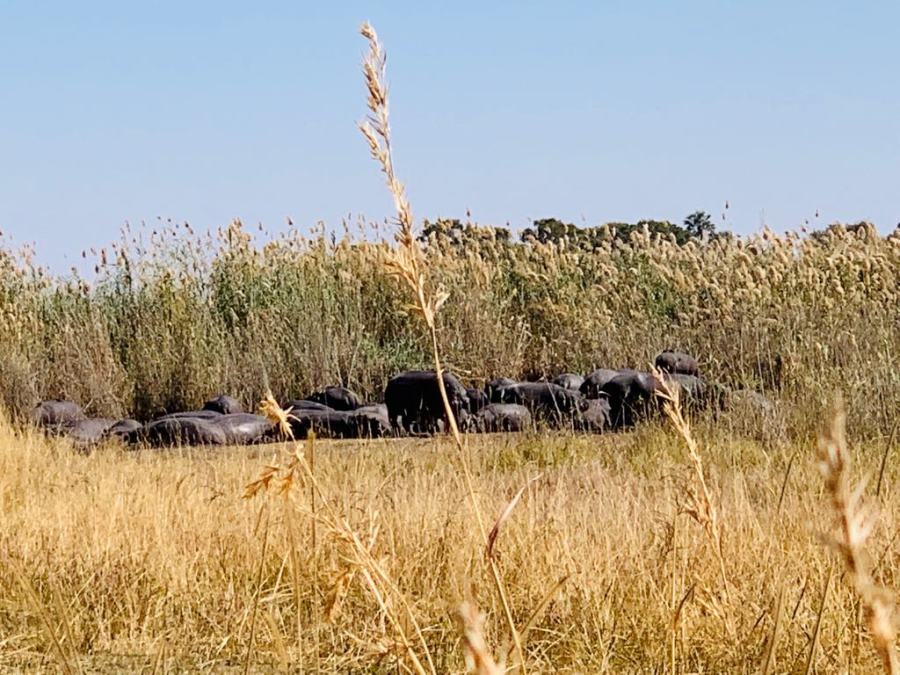 Ippopotami nel Delta dell'Okavango