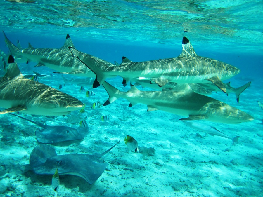 Lagoonarium Bora Bora