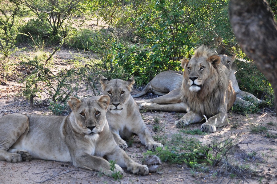 Leoni nel Kruger National Park