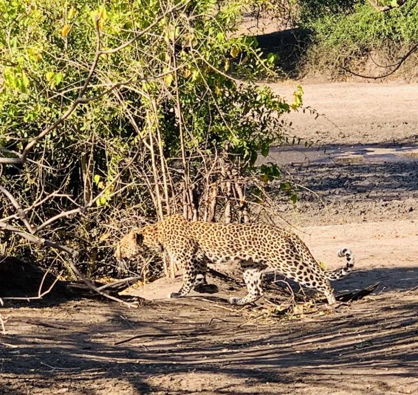 Leopardo nel Chobe National Park