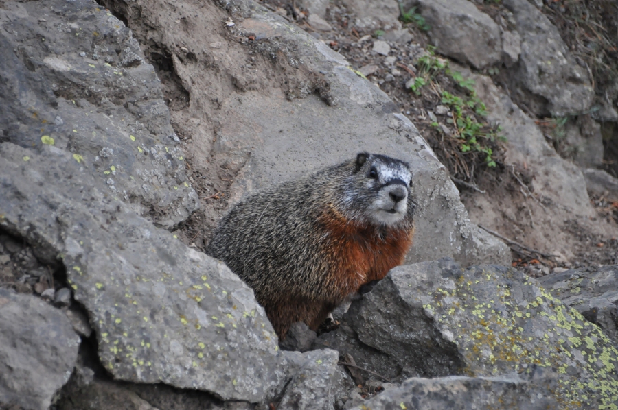 Marmotta a Yellowstone
