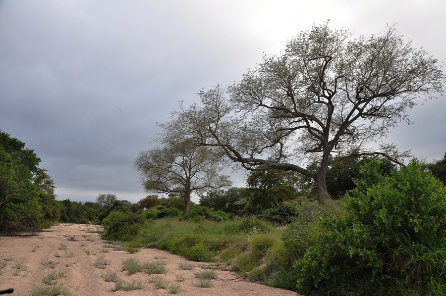 Panorama Kruger National Park