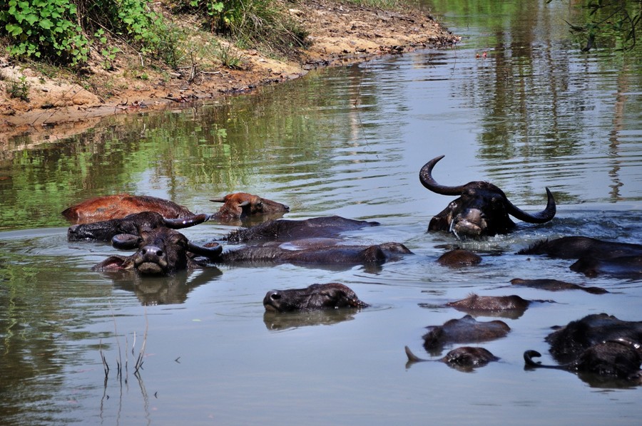 Parco nazionale di Yala