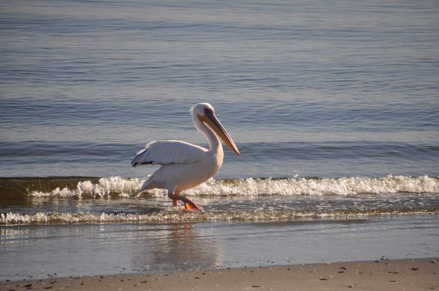 Pellicano a Walvis Bay