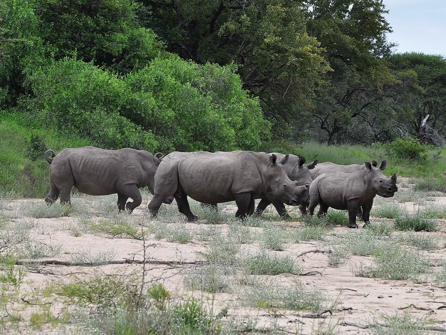 Rinoceronti Kruger National Park