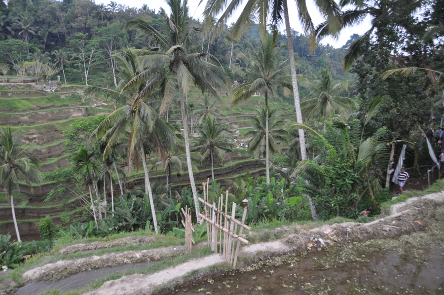 Risaia di Tegalalang