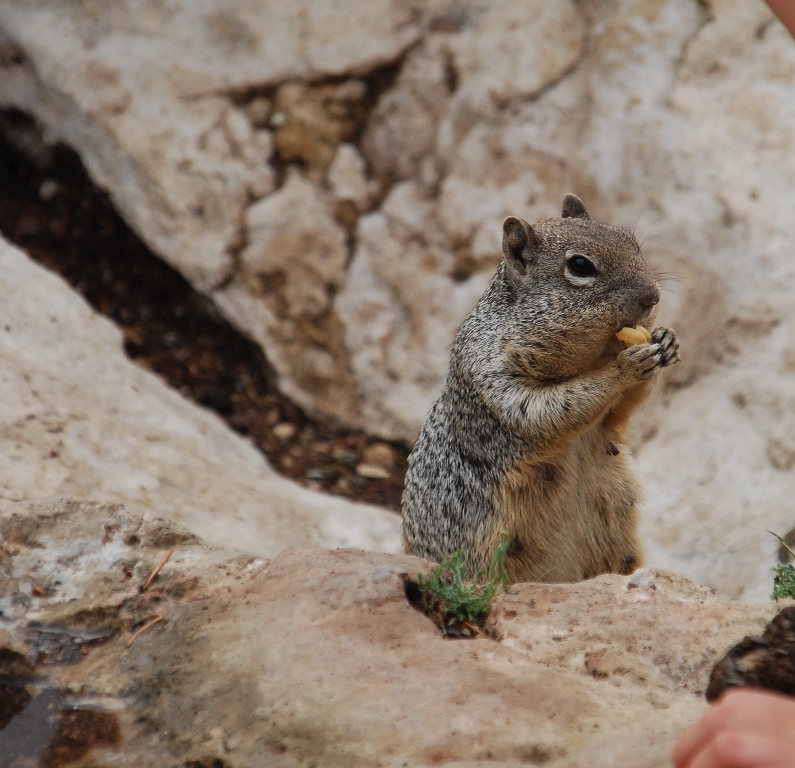 Scoiattolo al Grand Canyon