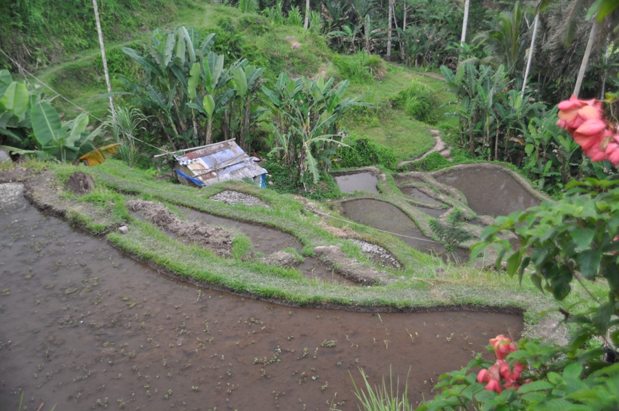 Tegalalang