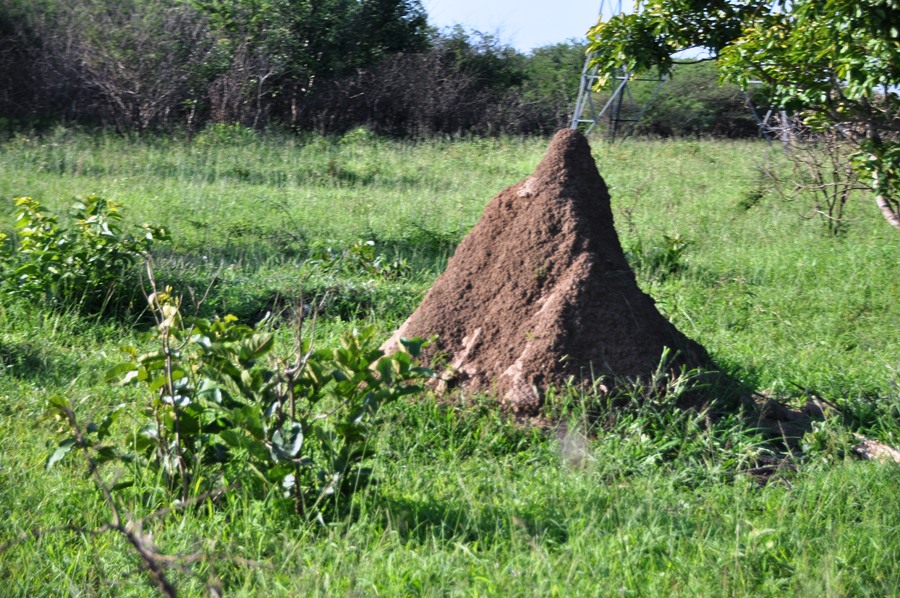 Termitaio in Sud Africa