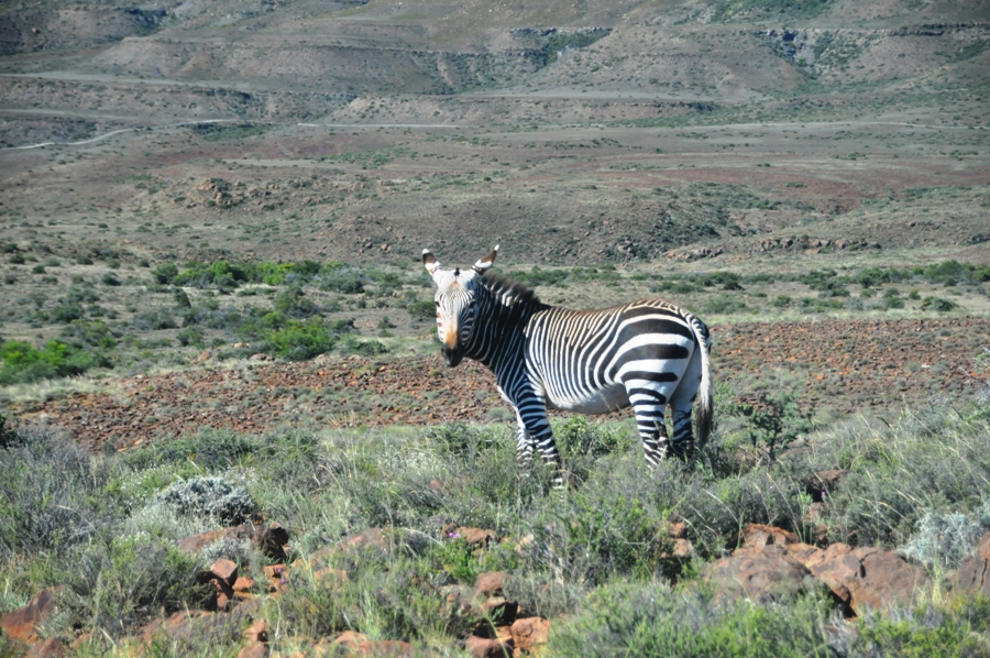 Zebra nel Grande Karoo