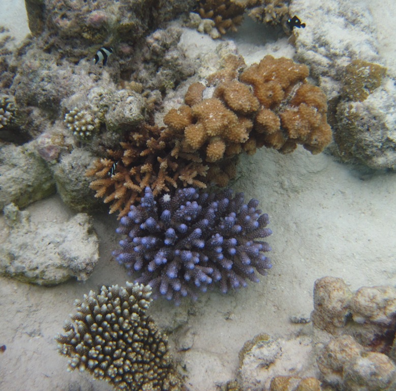 barriera corallina alle Maldive