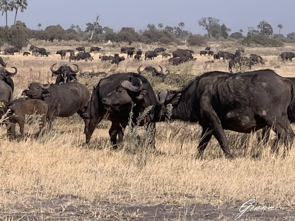 bufali