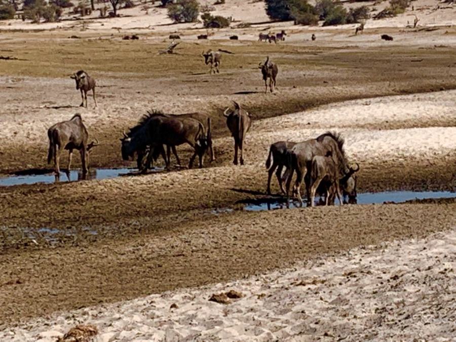 gnu nel Makgadikgadi National Park