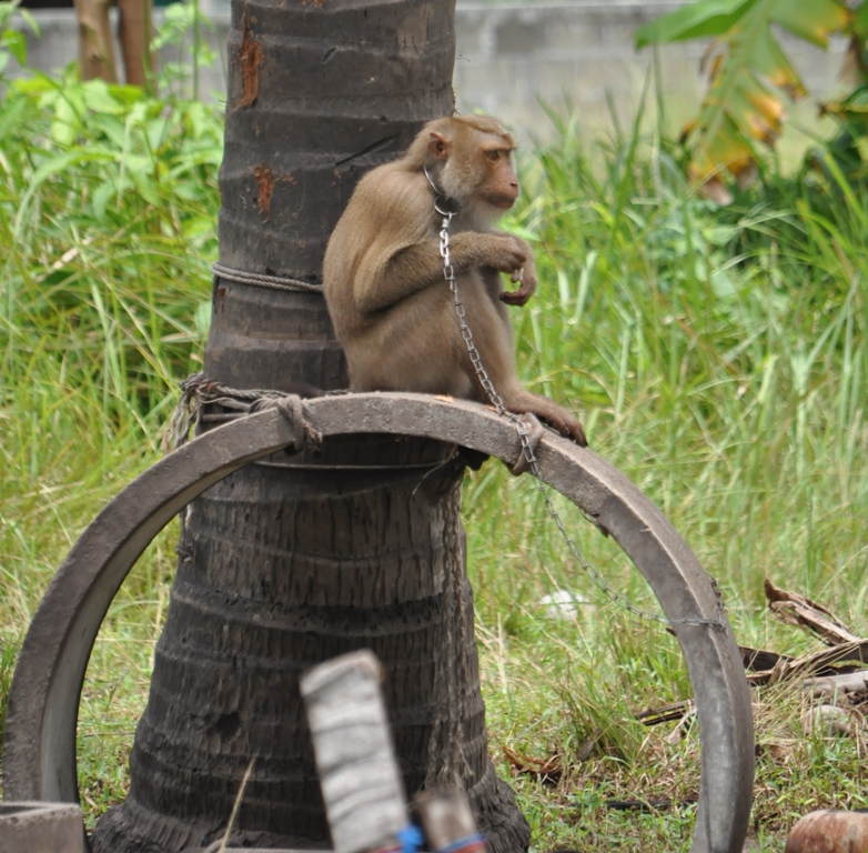 Monkey Show