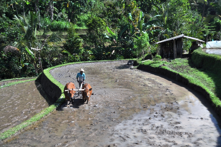 Risaia a Bali