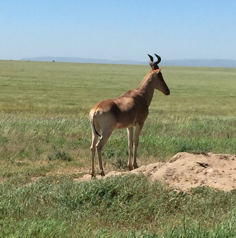 Nel Serengeti