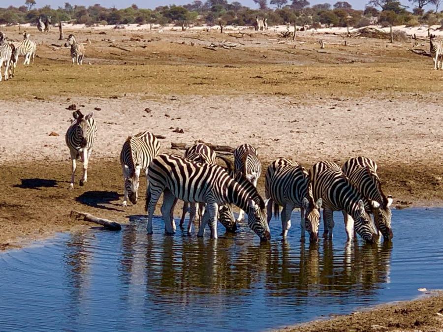 zebre nel Makgadikgadi National Park