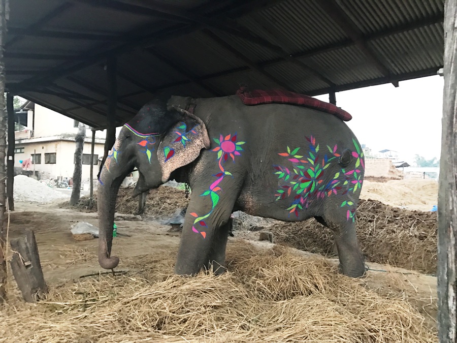 Elefante a Chitwan