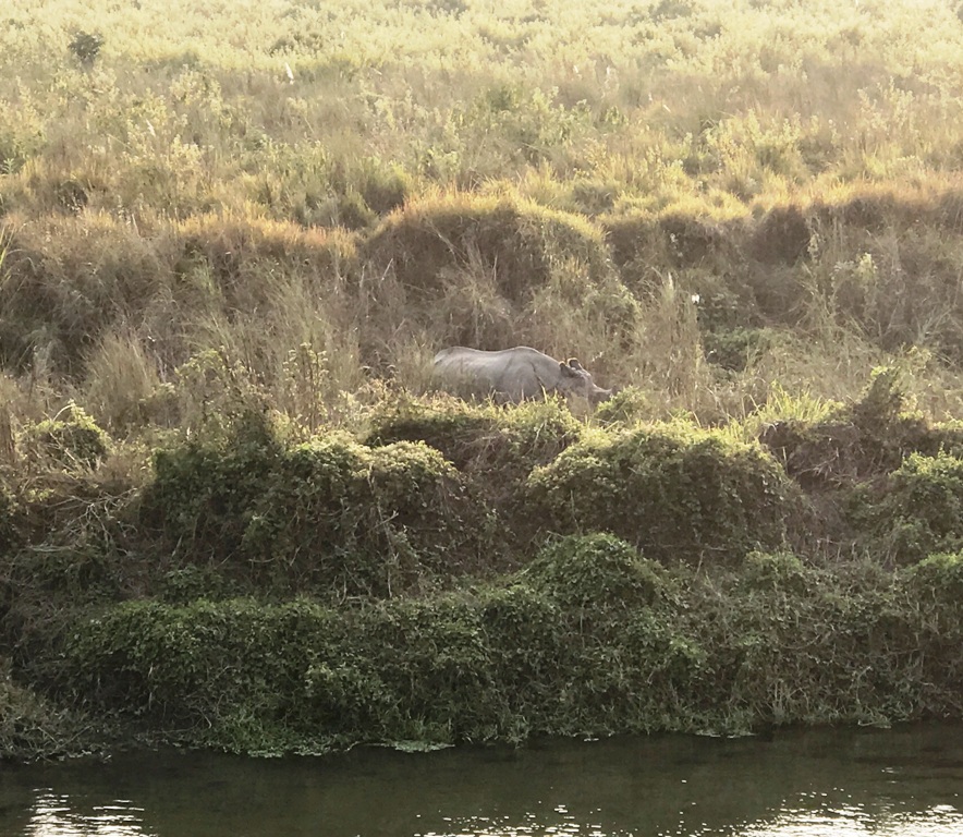 Rinoceronte nel Parco Nazionale di Chitwan
